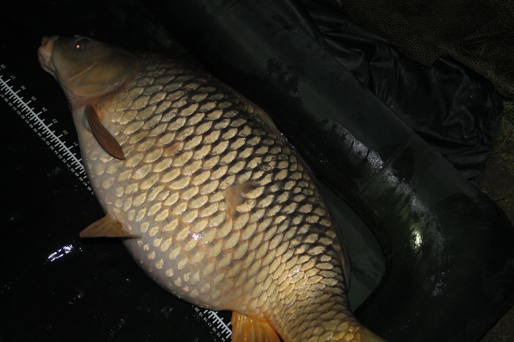 Harsany aprilie2013 - harsany-aprilie2013-066.JPG